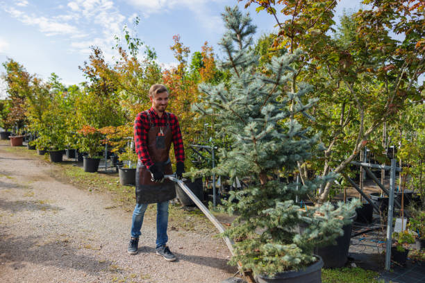 How Our Tree Care Process Works  in  Cameron Park, CA